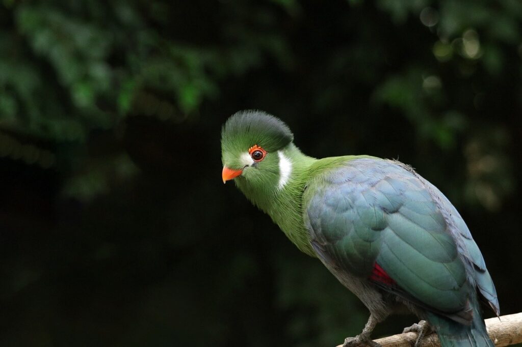 white-cheeked turaco, bird, animal-8406175.jpg